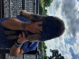 Honden en Puppy's Leonberger x bernersennen