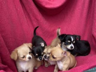 4 beautiful Chihuahua puppies.