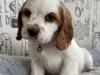 Cavalier King Charles Spaniel-puppy's