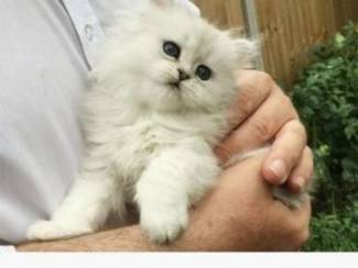 12 weken Perzische Kittens beschikbaar
