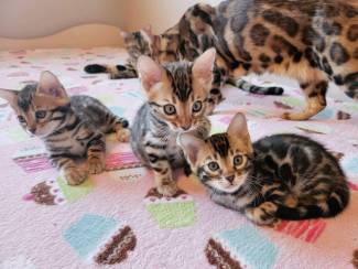 Bengaalse kittens