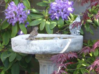 Waterbak met zuil, van beton.