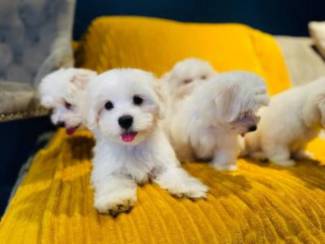 Honden en Puppy's Mooie Maltese puppy's klaar WhatsApp: +37068979808