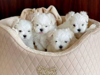 Honden en Puppy's Mooie Maltese puppy's klaar WhatsApp: +37068979808