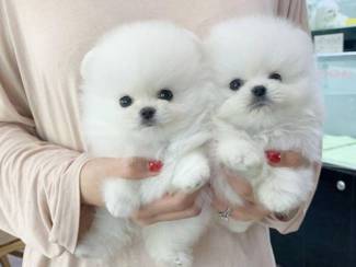 Beautiful Pomeranian puppies WhatsApp: +37068979808