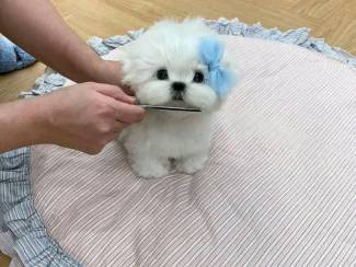 Honden en Puppy's Beautiful Pomeranian puppies WhatsApp: +37068979808