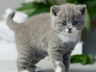 British shorthair kittens WhatsApp : +37068979808
