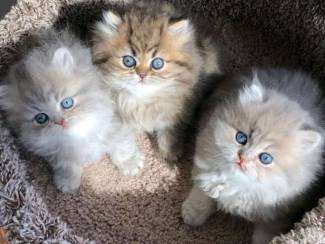 Gorgeous full persian kittens WhatsApp : +37068979808