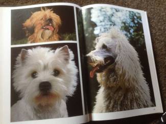Honden en Puppy's Een Boek van honden ,lieve huisdieren en schattig en lief
