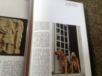 Honden en Puppy's Een Boek van honden ,lieve huisdieren en schattig en lief