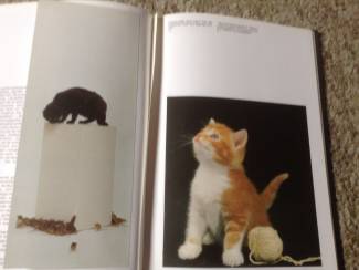 Katten Een Boek van katten,lieve schattige huisdieren,slim dieren