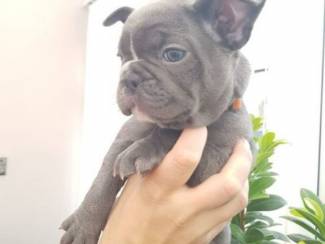 Prachtige Franse Bulldog-puppy'smm
