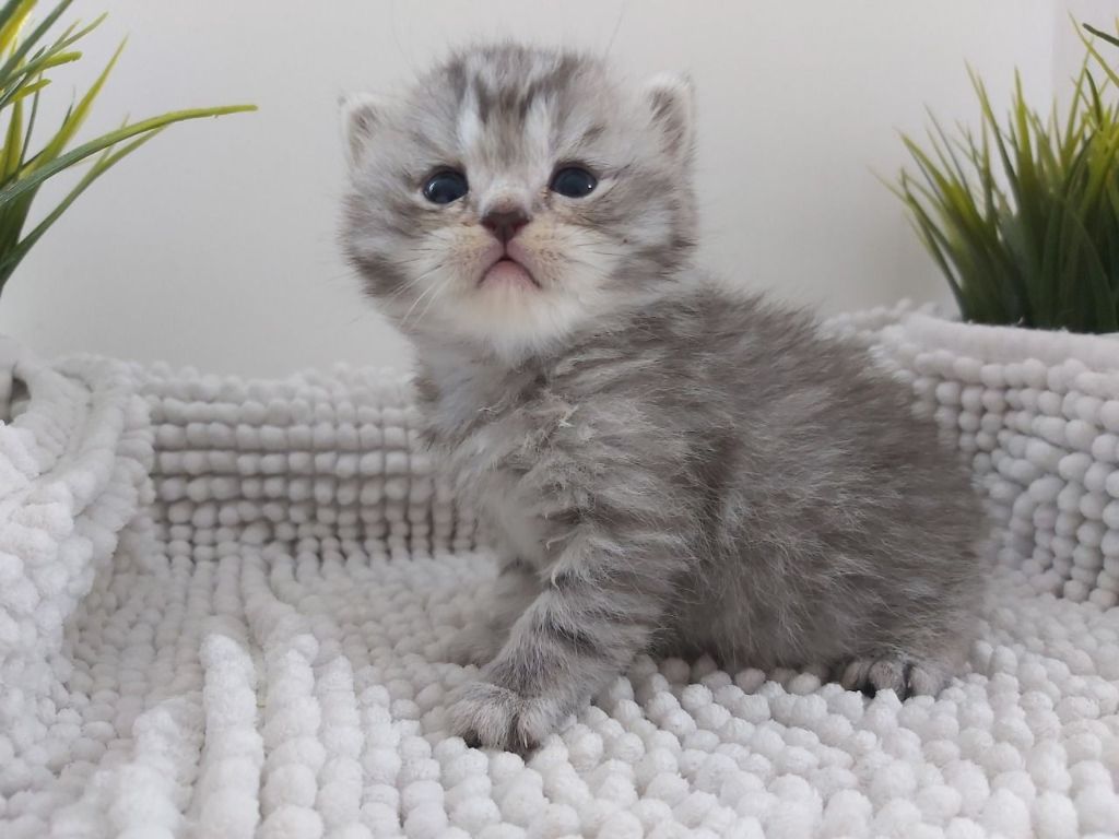 Kantine talent Hoop van Britse langharige tabby kittens te koop : Katten