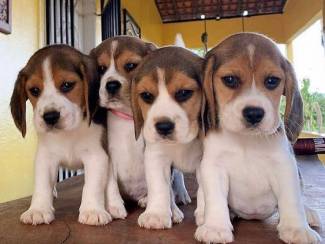 beagle puppy's voor verkoop.