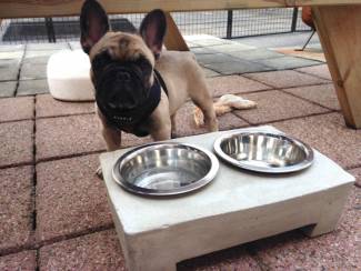 Overige Dieren en Toebehoren Betonnen voer,- drinkbak voor Hond, Kat of Mini varken.