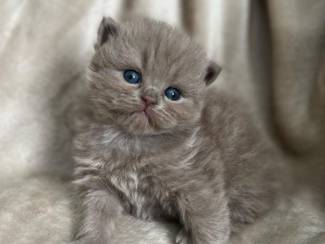 Katten Brits Korthaar katjes voor adoptie