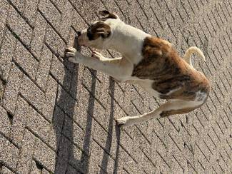 Honden en Puppy's Amerikaanse Bulldog pup teef scott type met stamboom 6mnd