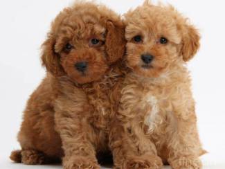Honden en Puppy's Mini speelgoed Poedel pups te koop