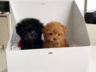 Mini speelgoed Poedel pups te koop