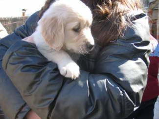 Honden en Puppy's Golden Retriever-puppy's met papieren