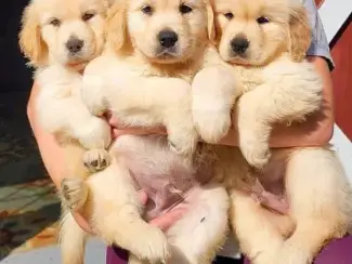 Dieren en Toebehoren Golden retriever pups