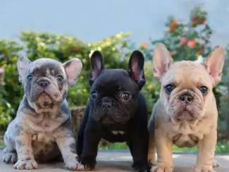 Prachtige Franse Bulldog-puppy's