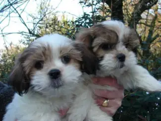 Mooie keizerlijke Shih Tzu-puppy's.