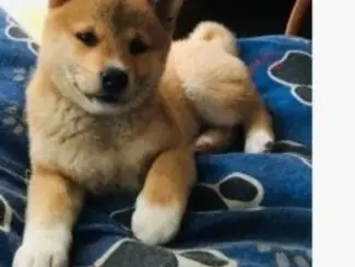 Shiba inu puppy om weg te geven