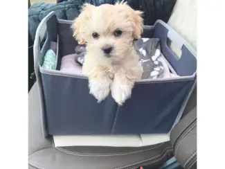 Vrij om Maltipoo-puppy's te verlatenxx