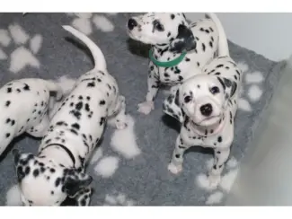 Dalmatische puppy'sa