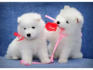 Super schattige Samojeed-puppy's