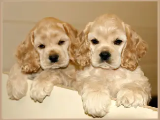 Cocker Spaniel-puppy's