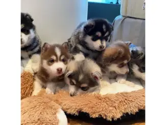 Dieren en Toebehoren Leukste Pomsky-puppy