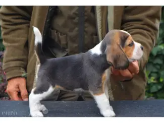 Beagle-puppy's beschikbaar.