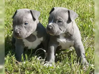 Supermooie pitbull terrier pups x