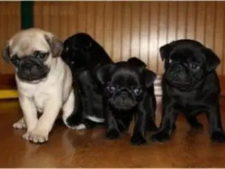 Pug puppies om weg te geven3