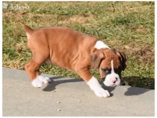 Boxerpups beschikbaarx