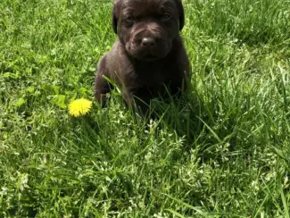 Kc Geregistreerde Labrador Puppies