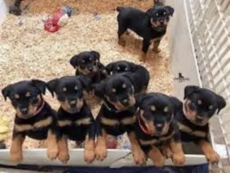 Rottwelier pups