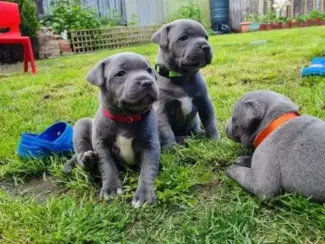 Blaue Staffordshire-Bullterrier-Welpen