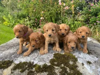 Cockapoo-puppy's, nest van mannetjes en vrouwtjes.