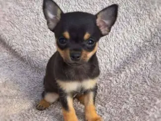 Chihuahua pup te koopc