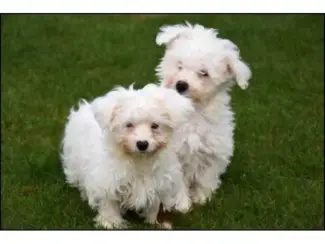 Prachtige Bichon Frise-puppy's,