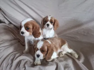 Twee Cavalier King Charles-puppy's beschikbaar