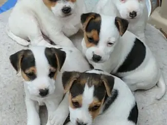 Jack Russell terrier pupjes te koop!x