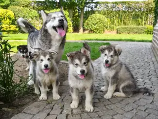 Alaskan Malamute pups te koopcc