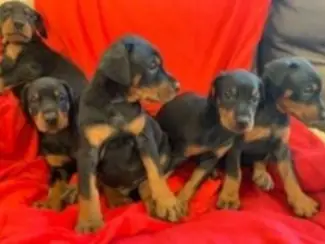 Kc Reg Doberman-puppy's te koopxx