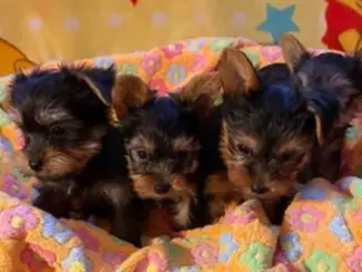 Yorkie-puppy's voor gezinnenxx