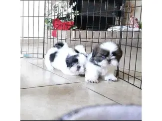 Mooie keizerlijke Shih Tzu-puppy's.xx