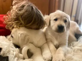 Honden en Puppy's Golden Retriever-pups te koopcv